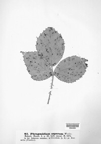 Phragmidium asperum image